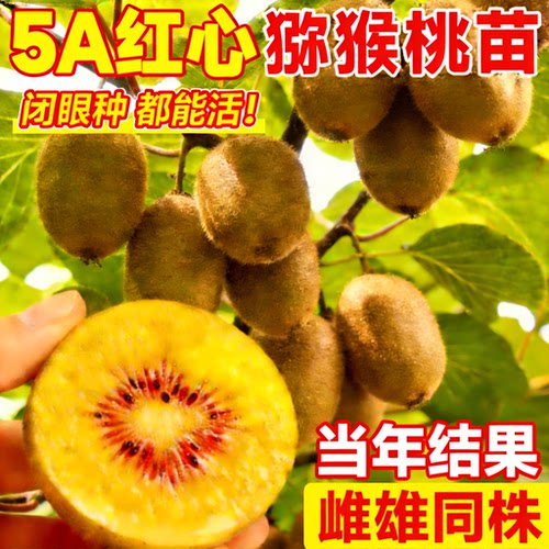 【颗颗爆果】红心猕猴桃树果苗