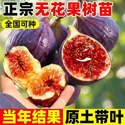 【无花果树苗】莱斯波姬红果苗