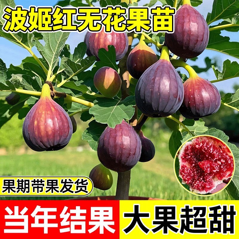 无花果树果苗特大果波姬红矮化盆栽四季南方北方种植当年结果带土