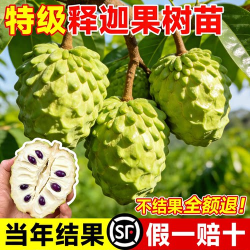 【包活包对版】释迦果苗树特大号