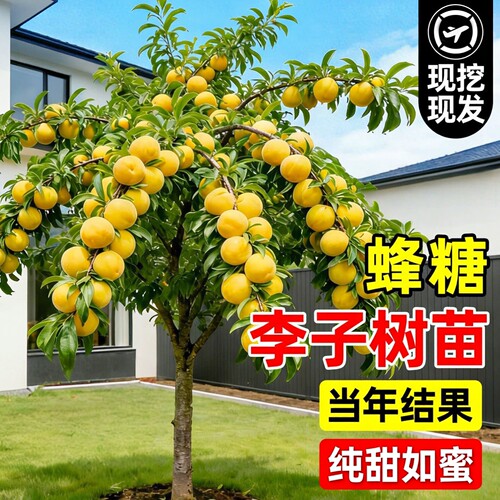 【香甜如蜜】正宗蜂糖李子树苗