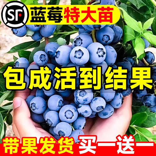 云南花香蓝莓树果苗盆栽特大号
