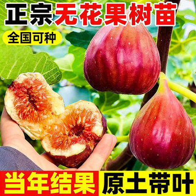 【无花果树苗】盆栽特大果波姬红