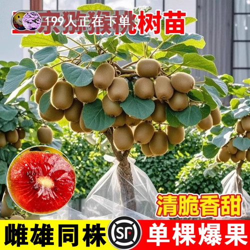 猕猴桃树果苗雌雄同株猕猴桃苗