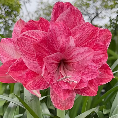 朱顶红种球花卉四季开花