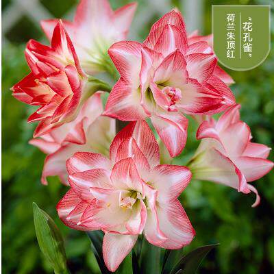 重瓣朱顶红种球大球花卉当年开花活四季开花植物盆栽花卉净化空气