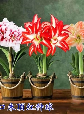 进口朱顶红盆栽重瓣朱顶红种球多色好养活室内种球当年开花卉植物