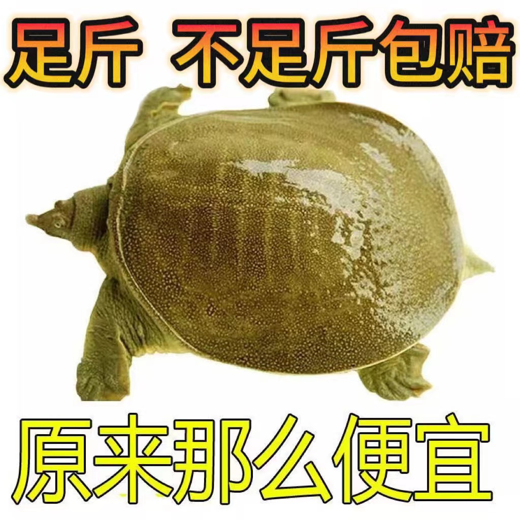 便宜野外外塘甲鱼鲜活甲鱼足斤团鱼王八食用肥美中华鳖水鱼纯天然