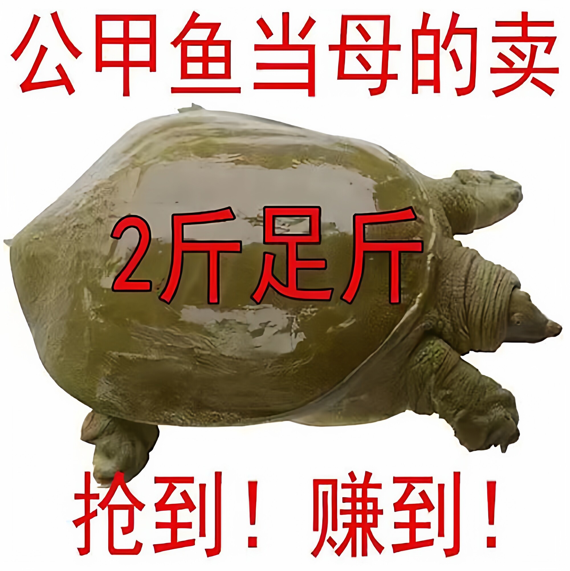 10年老店甲鱼批发便宜降价!