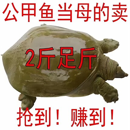 鲜活外塘甲鱼活体水鱼团鱼王八中华可食用小苗小甲鱼原生态老鳖