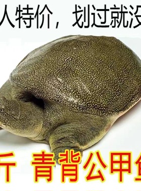 足斤便宜外塘散养甲鱼鲜活青黄背活的可食用纯天然包活无公害甲鱼