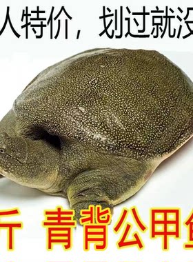 足斤便宜外塘散养甲鱼鲜活青黄背活的可食用纯天然包活无公害甲鱼