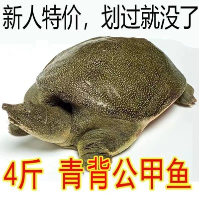 足斤便宜外塘散养甲鱼鲜活青黄背活的可食用纯天然包活无公害甲鱼