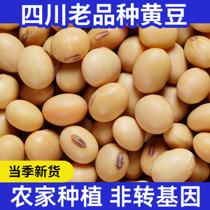 四川老品种黄豆打豆浆专用农家自种非转基因批发本地黄豆粒小包装