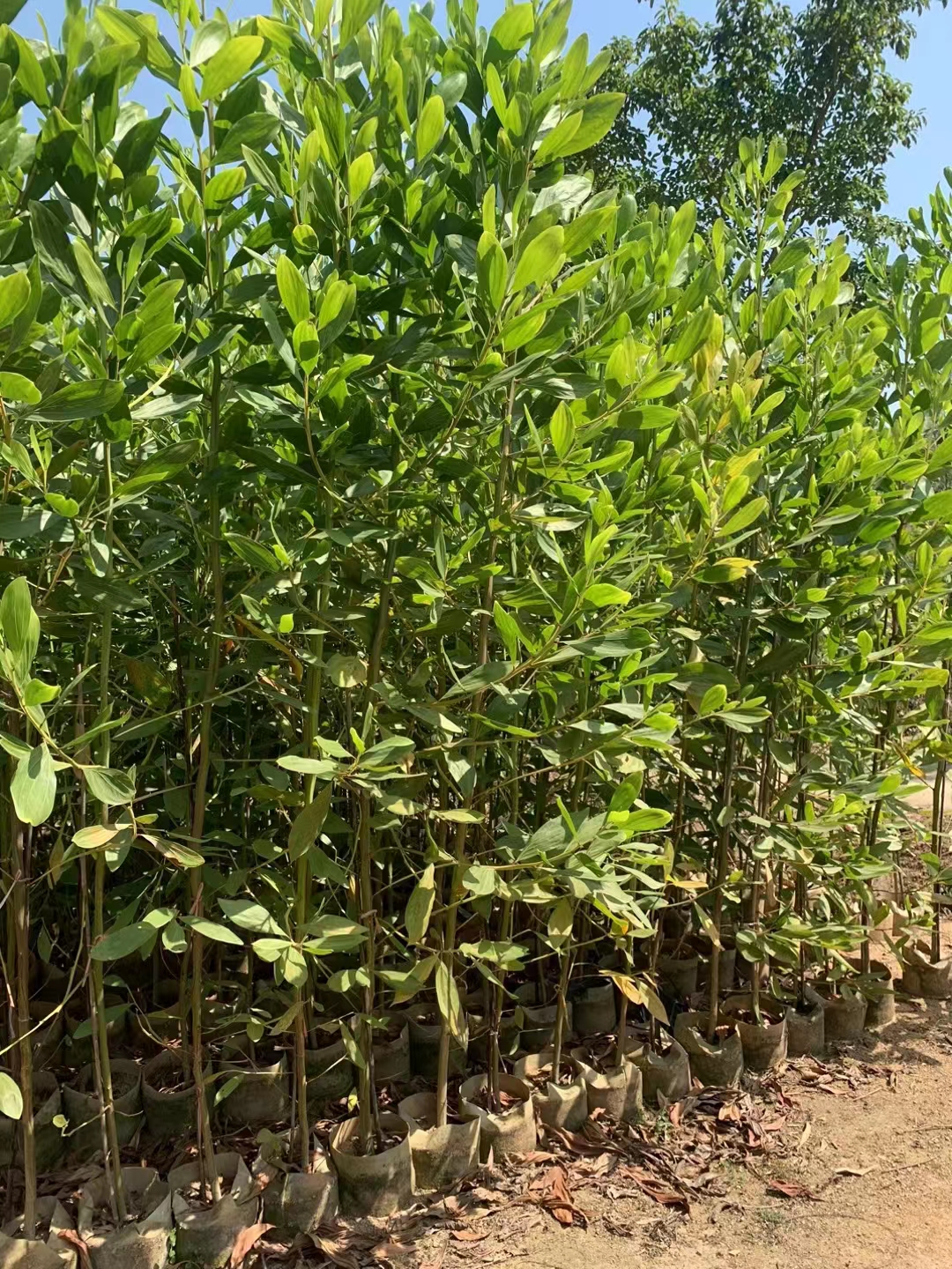 马占相思苗大叶相思苗台湾相思树苗造林行道树风景观赏树四季可种 鲜花速递/花卉仿真/绿植园艺 行道树/乔木 原图主图