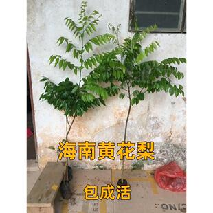 名贵苗木正宗海南黄花梨树苗珍贵植物黄花梨木小苗盆栽降香黄檀苗