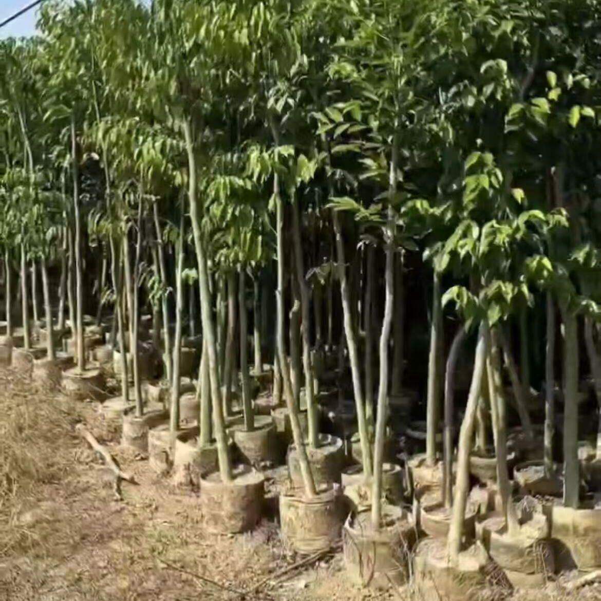 正宗奇楠沉香树苗名贵庭院绿化原土实生嫁接自然结香树苗沉香树苗