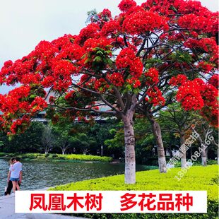 凤凰木树苗红花楹树苗名贵树苗庭院绿化地栽盆栽常绿耐寒风景树