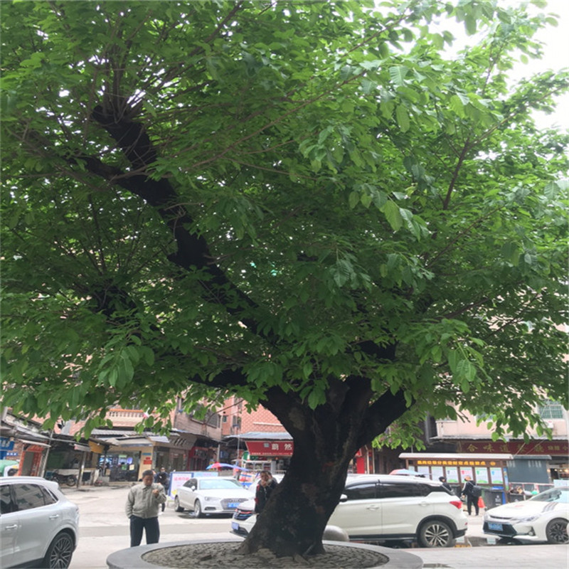 基地直销黄葛树苗绿化风