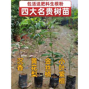 四大名贵苗木海南黄花梨金丝楠木树苗常绿植物沉香树苗小叶紫檀