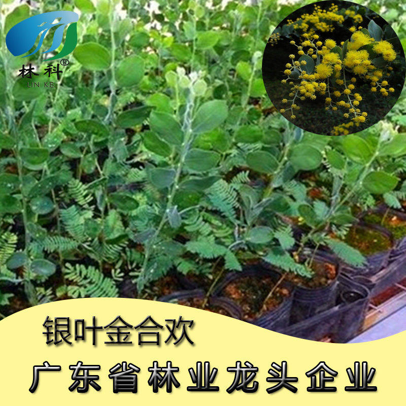 澳洲品种银叶金合欢苗银叶金合欢树苗澳洲银合欢树苗珍珠银合欢苗