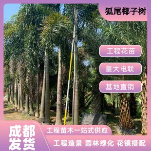 狐尾椰子树苗大树规格齐全工程造景园林绿化庭院别墅风景成都基地