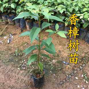 香樟树苗小叶香樟树苗 樟树苗庭院清香驱蚊 别墅 后山 公园风景树