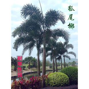 狐尾椰子加拿利海藻大王椰子老人葵蒲葵棕榈布迪耐寒四季常青景观
