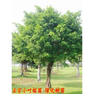 小叶榕树苗小叶榕树树苗细叶榕遮阴植物庭院别墅绿化树苗木大树苗