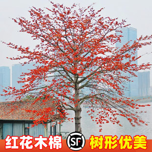红花木棉树苗盆栽美丽异木棉大腹木棉观赏名贵风景树大型绿化树苗