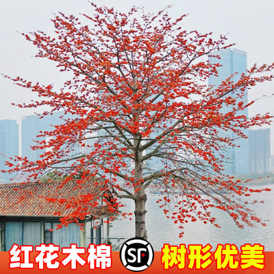 红花木棉树苗盆栽美丽异木棉大腹木棉观赏名贵风景树大型绿化树苗