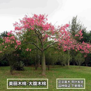 美丽异木棉树苗 美人树苗 大腹木棉苗 酒瓶树苗 庭院小区地栽种植