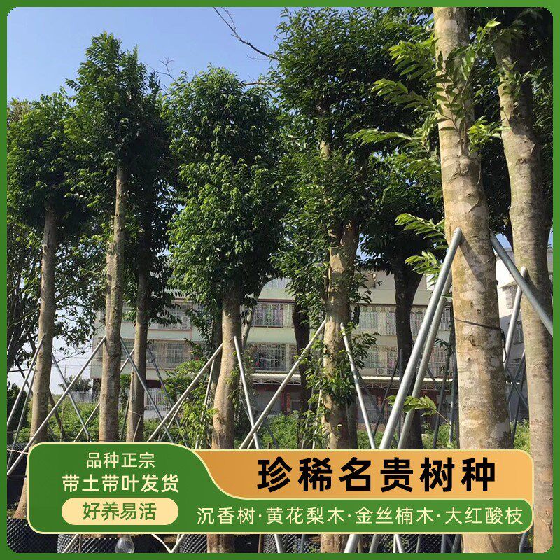 正宗黄花梨苗金丝楠树苗图片
