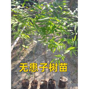 无患子树苗耐寒木患子小苗鬼见愁洗手果肥皂绿化庭院黄金风水树