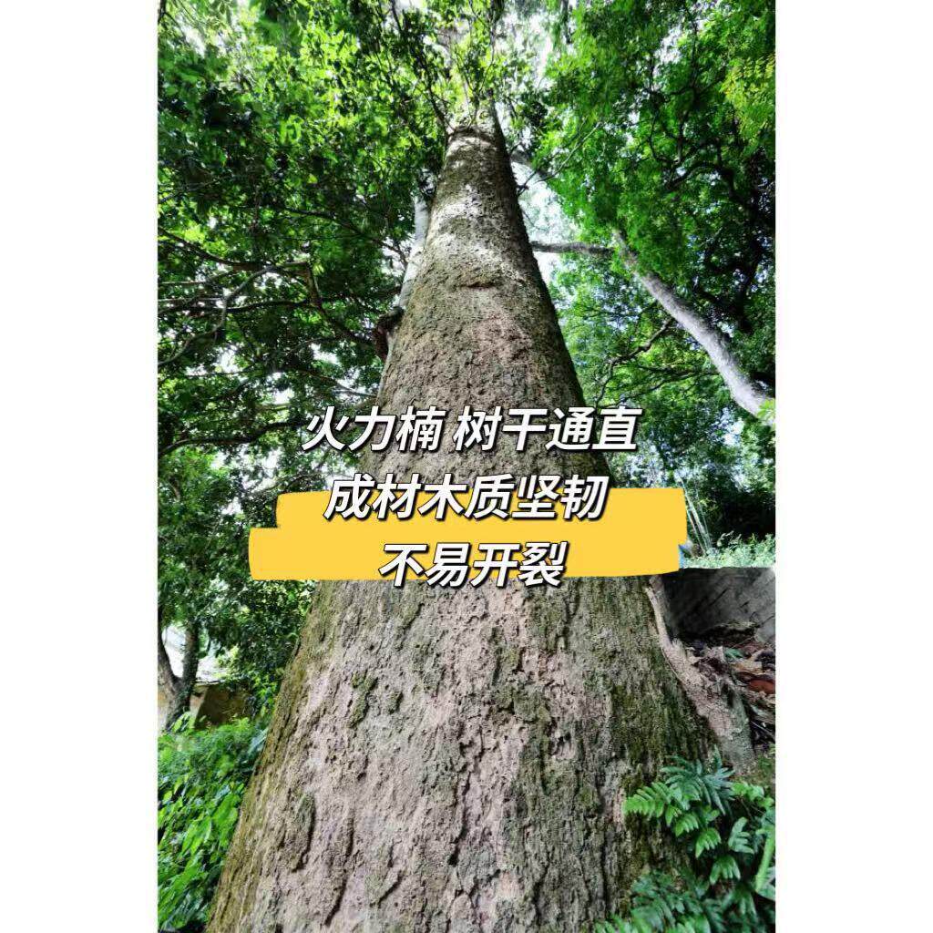 火力楠树苗 醉香含笑树苗 庭院街道造林复绿观花风景树 常绿树种