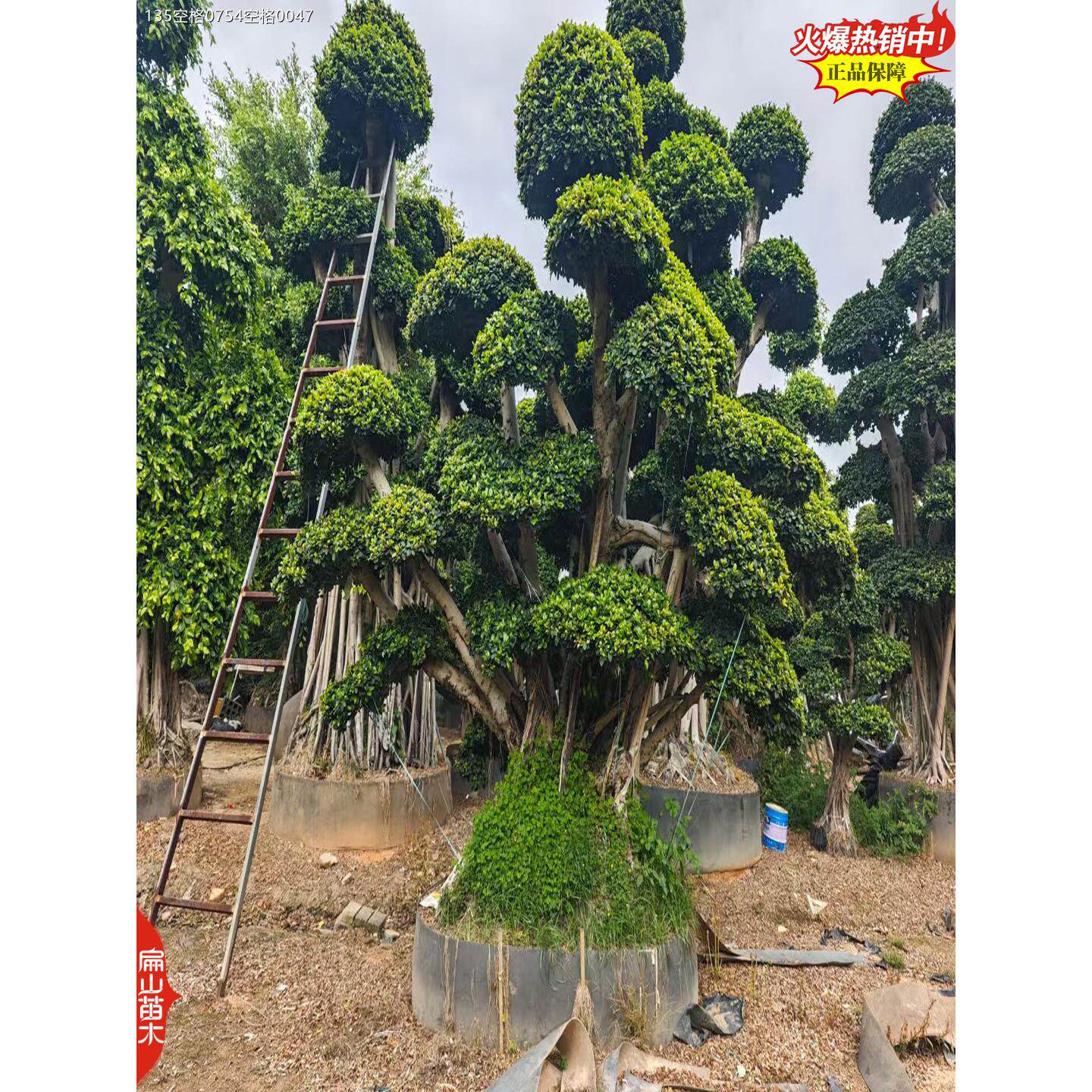 老桩提根 福州金钱榕树盆景小叶榕苗木造型盆栽 人参榕可长成大树