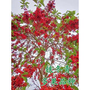 铁冬青树苗熊胆木苗绿植庭院绿化盆栽苗药用价值救必应白银木