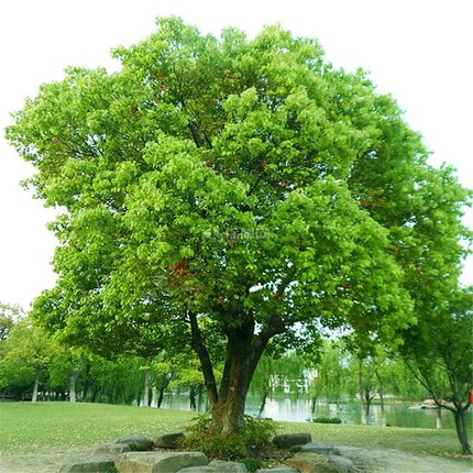 香樟树南北方种植四季常青大叶香樟树苗庭院驱蚊大型工程绿化苗木