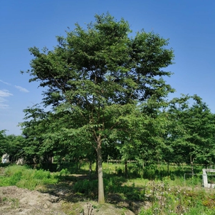 榉树绿化苗木行道树庭院别墅绿化工程树苗红榉苗彩叶树种学校公园