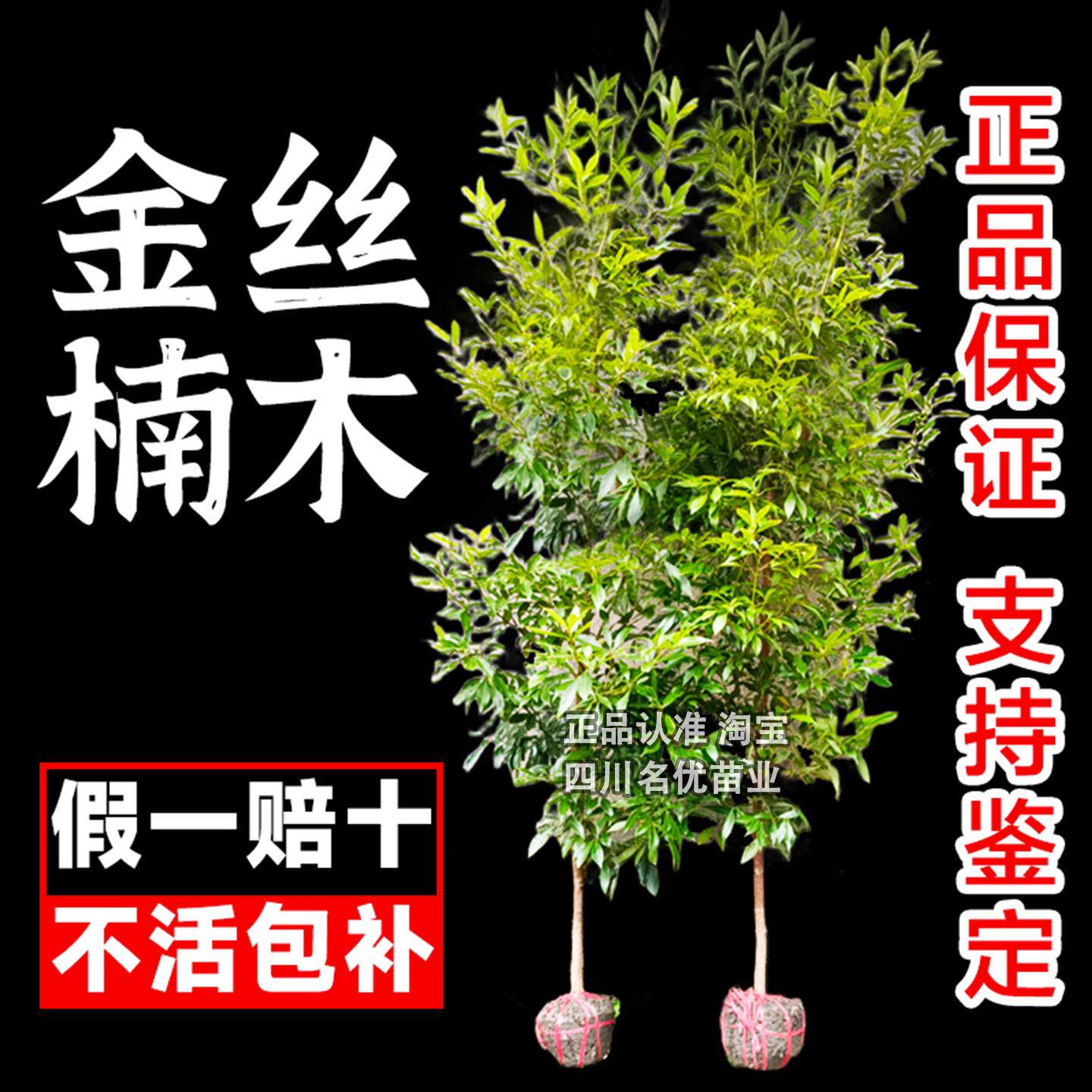 正宗名贵四川金丝楠木树苗小叶南