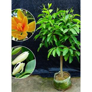 白兰花盆栽 嫁接黄角兰黄桷兰白玉兰黄玉兰花苗树苗庭院苗