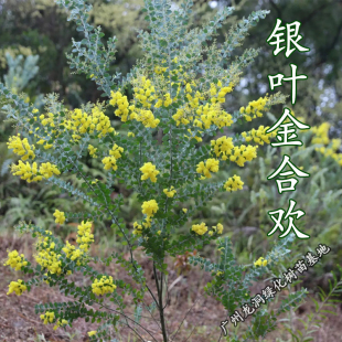 澳洲观叶品种银叶金合欢开花进口合欢树苗盆栽地栽阳台庭院植物