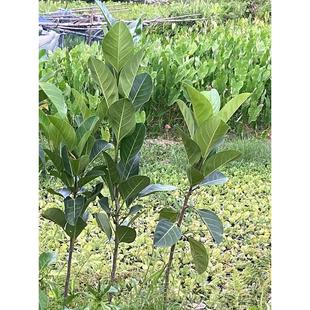 正宗高山榕树苗大叶榕树苗四季长青树庭院盆栽绿化抗污染大遮阳树