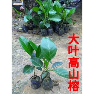 大叶榕树苗正宗高山榕四季常绿吸水石盆景造型绿化庭院