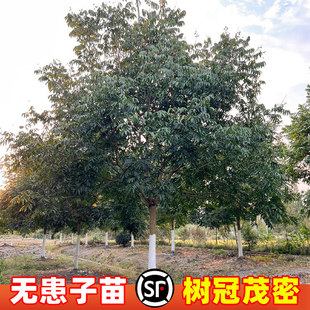 无患子树苗盆栽鬼见愁洗手果绿化树苗风景树苗乔木南北方四季种植
