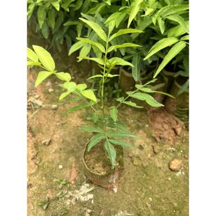 无患子树苗植物镇宅无患子小苗黄金树苗鬼见愁树苗