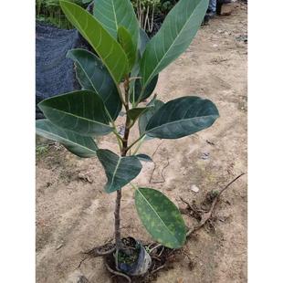 正宗高山榕树树苗 大叶榕树树苗大青树马榕庭院绿化常绿地栽植物