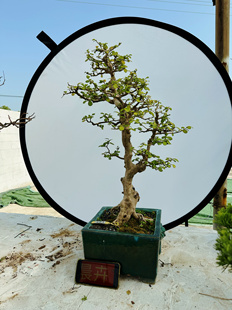 491博兰老桩小叶盆栽树苗四季开花大树驱蚊矮化精品所拍即所发