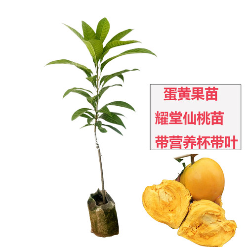 带土包邮营养杯耀堂仙桃苗果树苗蛋黄果苗鸡蛋果盆栽阳台庭院种植
