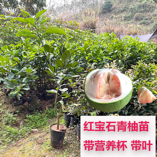 带土包邮果树苗三红蜜柚苗蜜柚苗三红沙田柚树苗青柚红宝石青柚